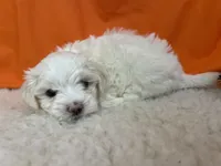 5905, a female Maltese for sale in Exeter, MO – 4 of 4