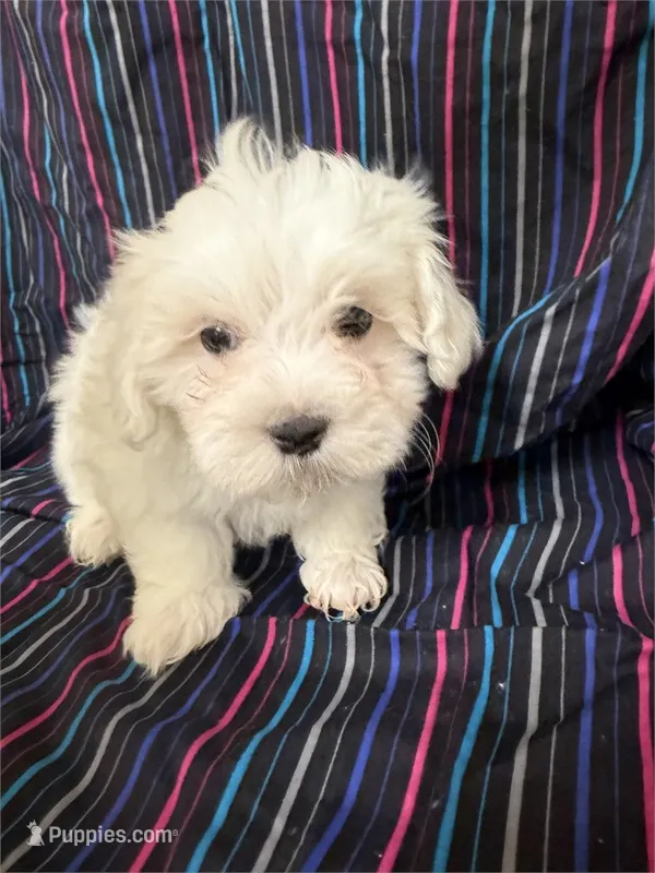 5919 – Maltese puppy for sale in Exeter, MO