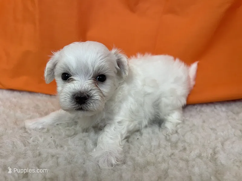 5920 – Maltese puppy for sale in Exeter, MO