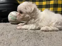 Diego, a male Maltese for sale in Exeter, MO – 6 of 7