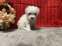 Cooper, a male Maltese for sale in Exeter, MO – 6 of 6