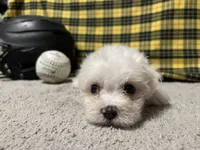 Dallas, a male Maltese for sale in Exeter, MO – 2 of 3