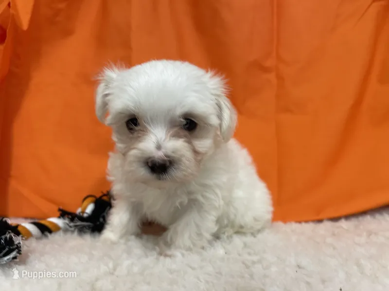 5912 – Maltese puppy for sale in Exeter, MO