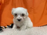 5912, a female Maltese for sale in Exeter, MO – 1 of 5