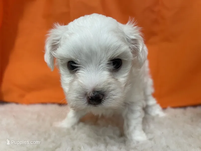 5906 – Maltese puppy for sale in Exeter, MO