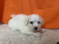 5910, a male Maltese for sale in Exeter, MO – 4 of 4