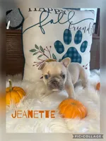Jeanette, a female French Bulldog for sale in Pomona, MO – 1 of 6