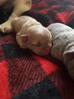 Jeanette, a female French Bulldog for sale in Pomona, MO – 2 of 2