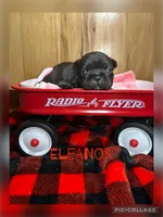Eleanor, a female French Bulldog for sale in Pomona, MO – 3 of 8