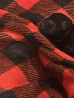 Eleanor, a female French Bulldog for sale in Pomona, MO – 3 of 4