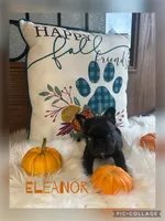 Eleanor, a female French Bulldog for sale in Pomona, MO – 1 of 8