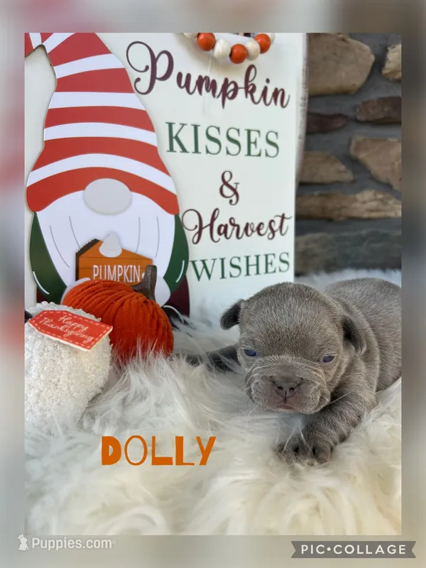Dolly – French Bulldog puppy for sale in Pomona, MO