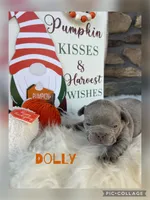 Dolly, a female French Bulldog for sale in Pomona, MO – 4 of 9
