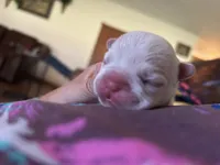 Brittney , a female French Bulldog for sale in Pomona, MO – 3 of 3