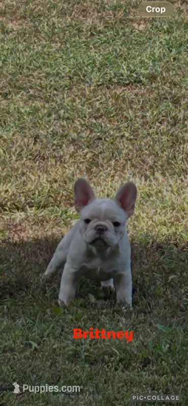 Brittney  – French Bulldog puppy for sale in Pomona, MO