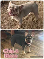 Dolly, a female French Bulldog for sale in Pomona, MO – 2 of 3