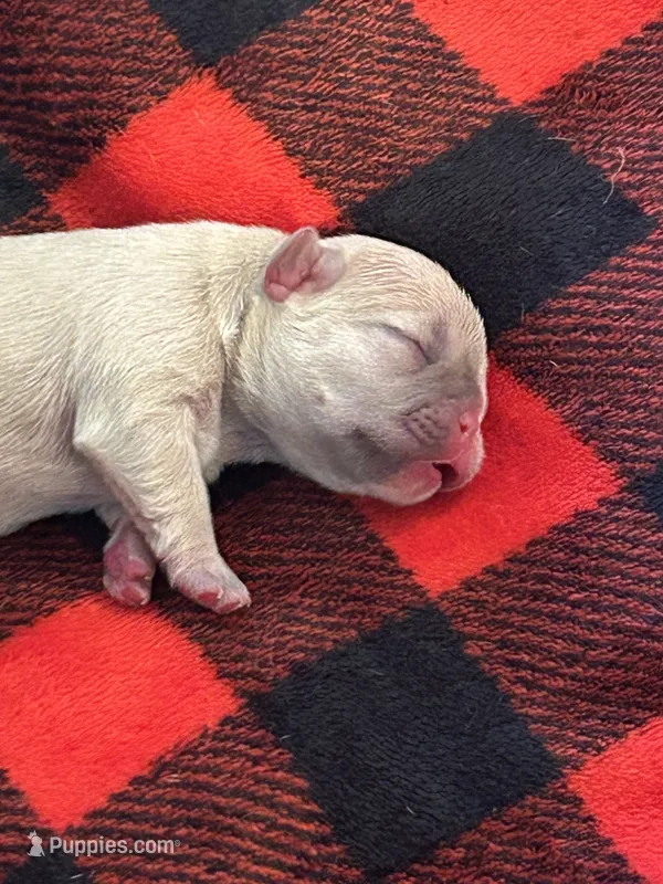 Jeanette – French Bulldog puppy for sale in Pomona, MO