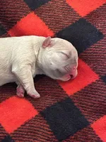 Jeanette, a female French Bulldog for sale in Pomona, MO – 1 of 2
