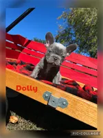 Dolly, a female French Bulldog for sale in Pomona, MO – 9 of 9