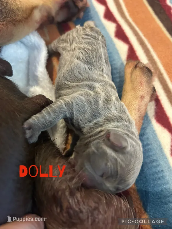 Dolly – French Bulldog puppy for sale in Pomona, MO