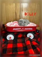 Dolly, a female French Bulldog for sale in Pomona, MO – 5 of 9