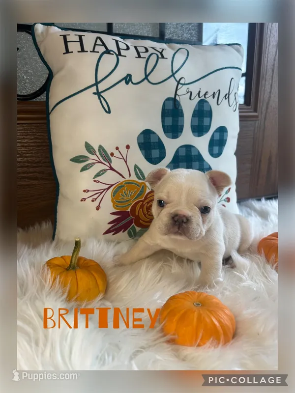 Brittney  – French Bulldog puppy for sale in Pomona, MO