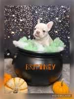 Brittney , a female French Bulldog for sale in Pomona, MO – 7 of 7