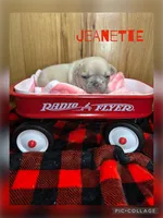 Jeanette, a female French Bulldog for sale in Pomona, MO – 3 of 6