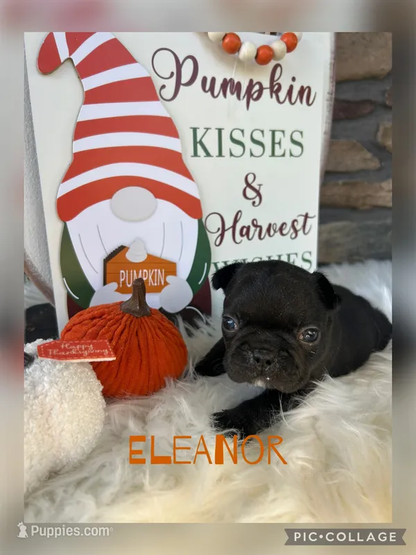 Eleanor – French Bulldog puppy for sale in Pomona, MO