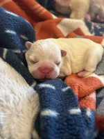 Brittney , a female French Bulldog for sale in Pomona, MO – 2 of 3
