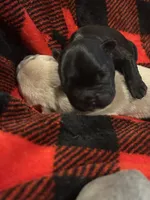 Eleanor, a female French Bulldog for sale in Pomona, MO – 2 of 4