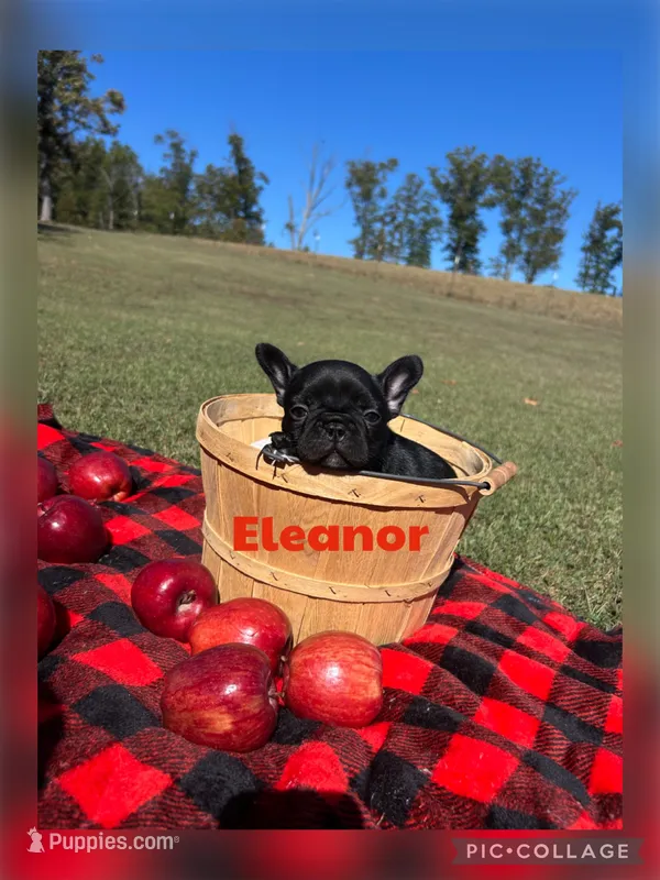 Eleanor – French Bulldog puppy for sale in Pomona, MO