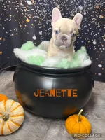 Jeanette, a female French Bulldog for sale in Pomona, MO – 6 of 6