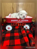 Brittney , a female French Bulldog for sale in Pomona, MO – 3 of 7