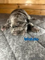Waldo, a male French Bulldog for sale in Pomona, MO – Photo 4 of 6