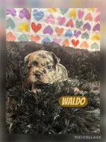 Waldo, a male French Bulldog for sale in Pomona, MO – Photo 2 of 6