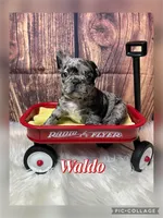 Waldo, a male French Bulldog for sale in Pomona, MO – Photo 1 of 6