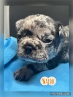 Waldo, a male French Bulldog for sale in Pomona, MO – Photo 3 of 6