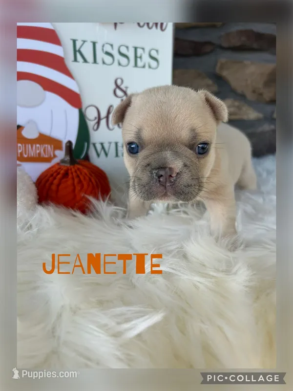 Jeanette – French Bulldog puppy for sale in Pomona, MO