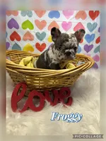 Froggy, a male French Bulldog for sale in Pomona, MO – Photo 1 of 7