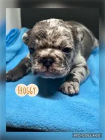 Froggy, a male French Bulldog for sale in Pomona, MO – Photo 4 of 7