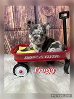 Froggy, a male French Bulldog for sale in Pomona, MO – Photo 2 of 7