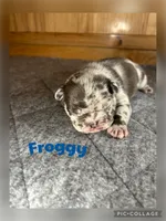Froggy, a male French Bulldog for sale in Pomona, MO – Photo 5 of 7
