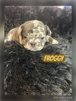 Froggy, a male French Bulldog for sale in Pomona, MO – Photo 3 of 7