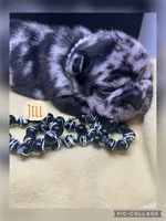 Jill, a female French Bulldog for sale in Pomona, MO – Photo 4 of 7