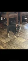 Jill, a female French Bulldog for sale in Pomona, MO – Photo 6 of 7