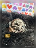 Jill, a female French Bulldog for sale in Pomona, MO – Photo 3 of 7