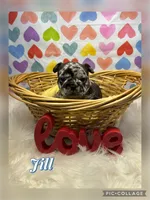 Jill, a female French Bulldog for sale in Pomona, MO – Photo 1 of 7