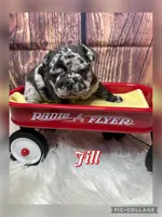 Jill, a female French Bulldog for sale in Pomona, MO – Photo 2 of 7