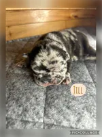 Jill, a female French Bulldog for sale in Pomona, MO – Photo 5 of 7